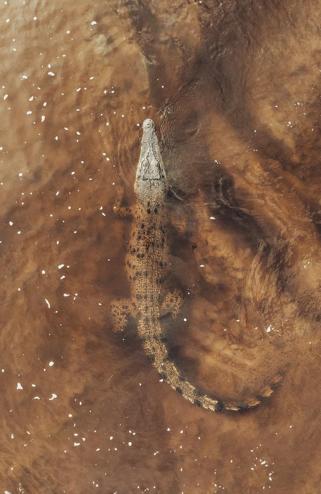 A saltie blends into his environment seamlessly, silently waiting for his prey in the Mary River. Picture: Getty Images