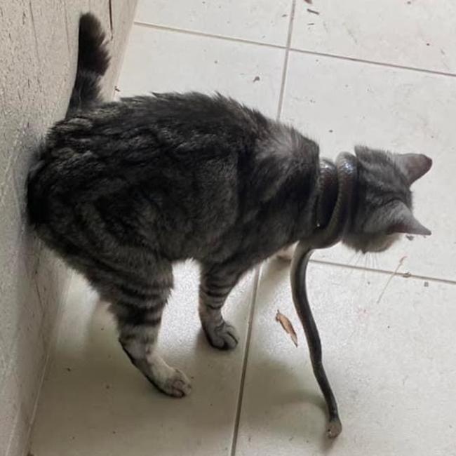 The cat was found with the deadly brown snake tightly coiled around its neck. Thankfully the cat was not harmed. Picture: Rebecca Daynes.