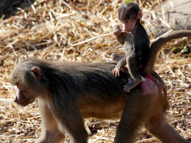 Sydney Zoo has welcomed the birth of three baby baboons during the lockdown, pictured here is mum Zuri with her baby Nyota. Picture: Toby Zerna.