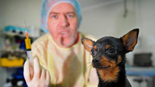 Dr Stephen Cutter from the Ark animal hospital is warning dog owners about parvo after a surge in the numer of dogs presenting with the deadly disease. Pictured here with Pox.