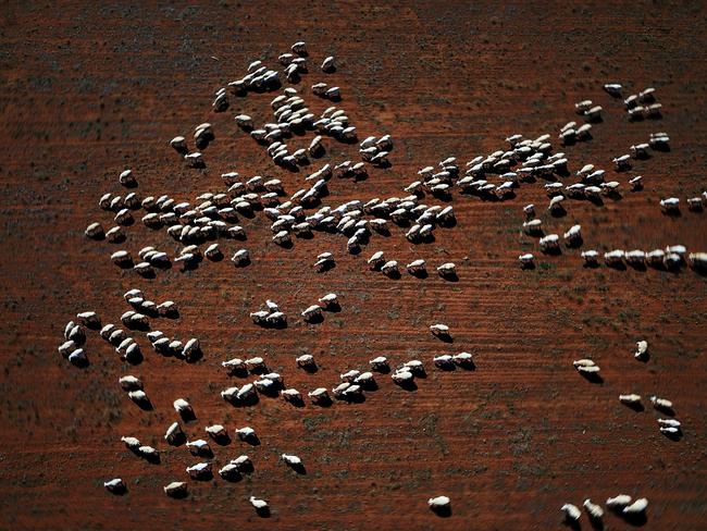 Sheep in a dry field on the Darcy’s Tullamore farm. Picture: Jonathan Ng