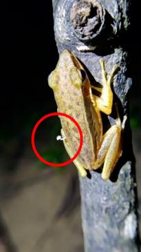 Researchers discover frog with mushroom growing out of it