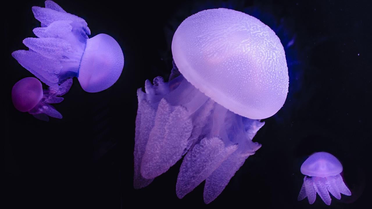 Blue blubber jellyfish. Picture: Sea Life