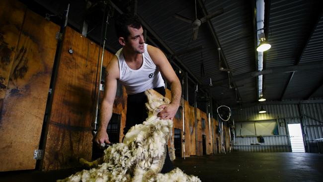 Dwayne Black shows his record-breaking style shearing sheep at Mundijong, Perth.