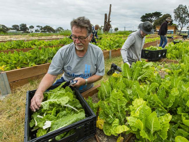 FareShare needs more volunteers to help in their kitchen gardens at Moorabbin Airport and Clayton South. Picture: Valeriu Campan