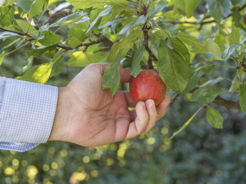 White hydrogen can help deal with the easy pickings of decarbonisation, such as amonia and fertilisers. Picture: Getty Images