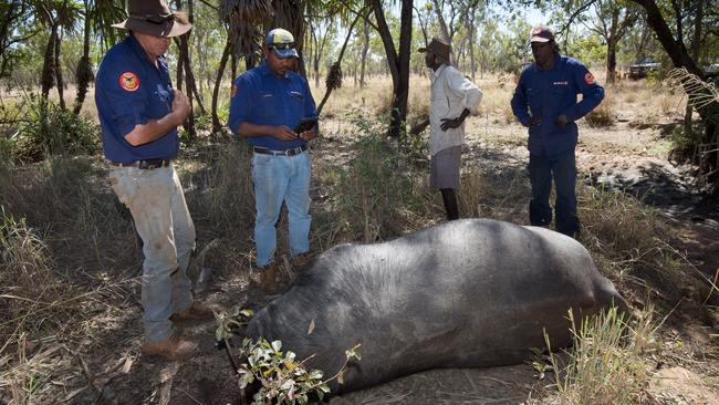 Mimal Rangers around a beheaded buffalo. Picture: Mimal