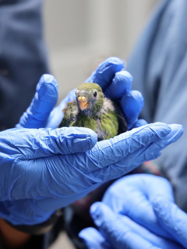 Orange Bellied Parrot chick at Seven Mile Beach breeding facility on Wednesday, December 18, 2024.