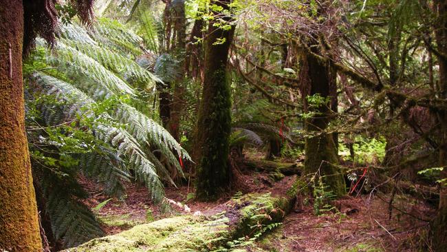 The Upper Florentine Valley in Tasmania. Picture: DANIEL CLARKE