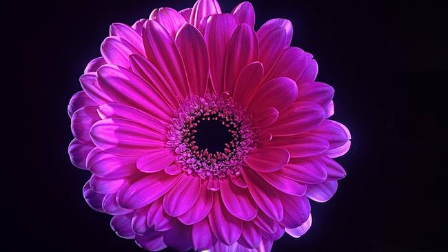 A flower displayed on Samsung’s Neo QLED 8K smart TV. The photo was taken by a smartphone. (Click on the photo to enlarge it.)