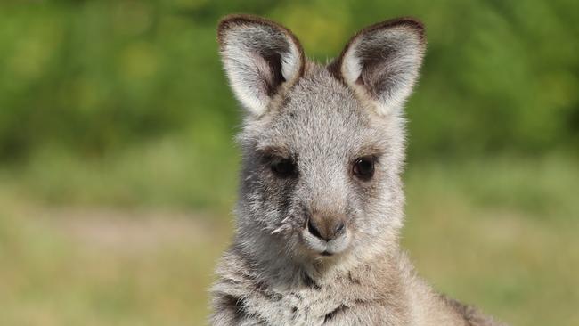 HOLD FOR THE HERALD SUN PIC DESK----   CONTACT Stacey Whitehorse owner of the Gerand Gerung Wildlife Rescue & Rehabilitation Centre, has some orphaned babies in her care. 'Laura' the Black Wallaby with 'Pippa' Eastern Grey Kangaroo Joey.  Picture: Alex Coppel.