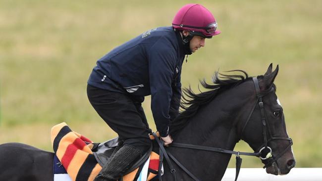 Yucatan works at Werribee during the Cup build-up.