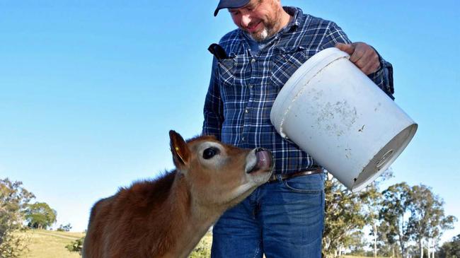 Buttercup the Jersy calf thinks she&#39;s a dog after losing her mother when she was two days old. Picture: Susanna Freymark