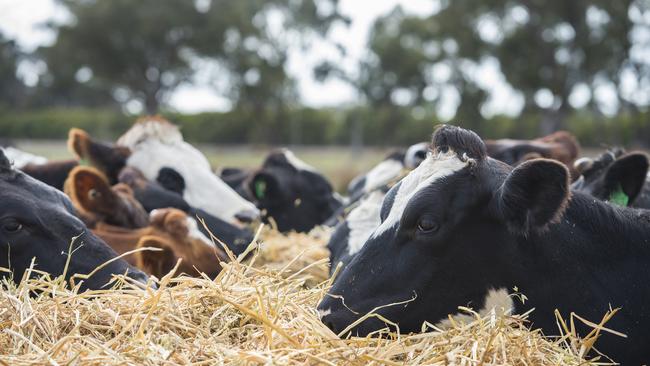 Price war: Straw and cereal hay from Victoria and South Australia is still making its way to Queensland feedlots. Picture: Zoe Phillips