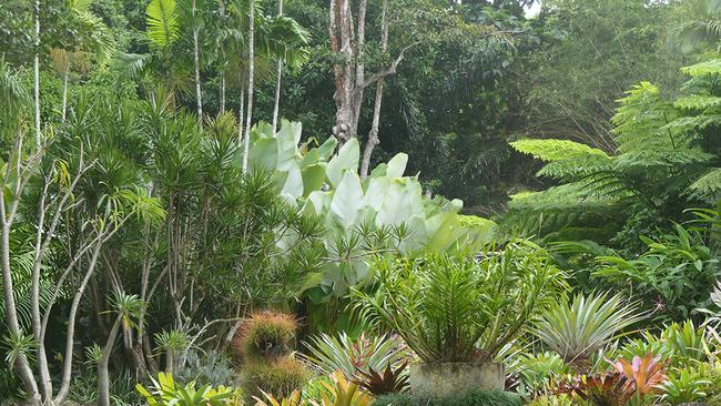 Some of the stunning bromeliads at Cairns Botanic Gardens – you can join in a free tour and see the amazing flora on show. Picture: Buck Richardson