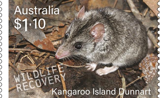 Kangaroo Island resident Peter Hammond’s image of the KI Dunnart appears on one of the Australia Post Wildlife Recovery stamps, released on Tuesday August 4, 2020 for Stamp Collecting Month. He took the image on his property a couple of years ago.