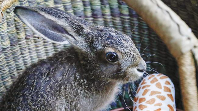 One of the leverets at feeding time. Pics Tim Marsden