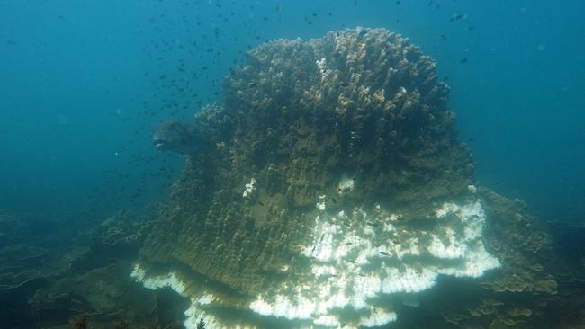 Bleaching seen in a piece of coral off Magnetic Island.