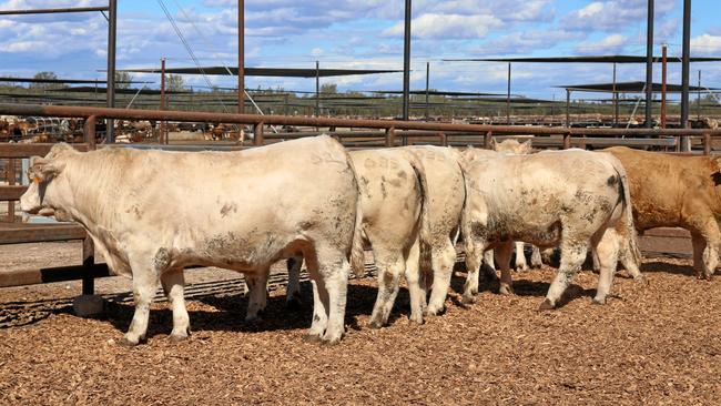 Paddock to Palate weight gain competition winning pen of Palgrove steers. Picture: Contributed