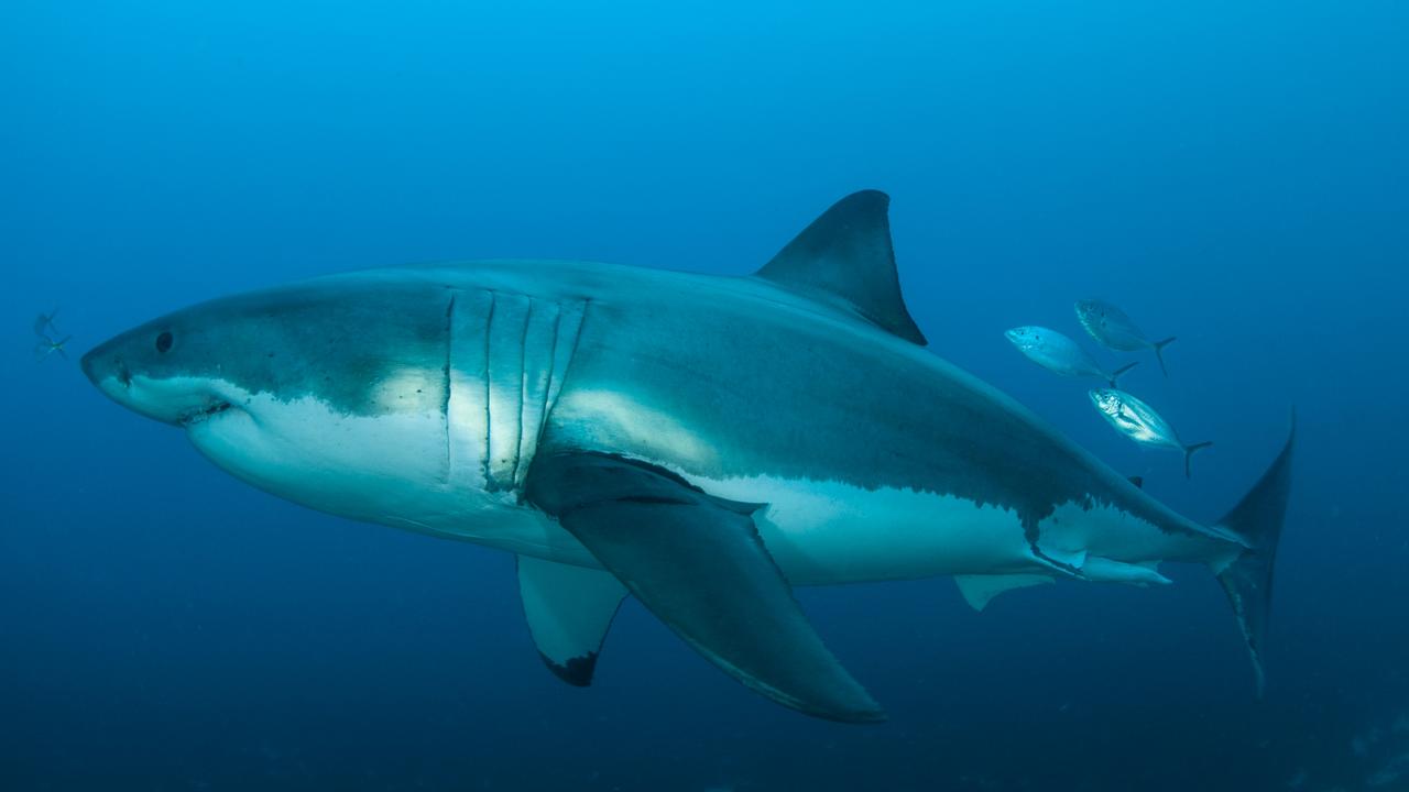 A large male great white photographed off the Neptune Islands. Picture: Andrew Fox – Rodney Fox Shark Museum and Learning Centre