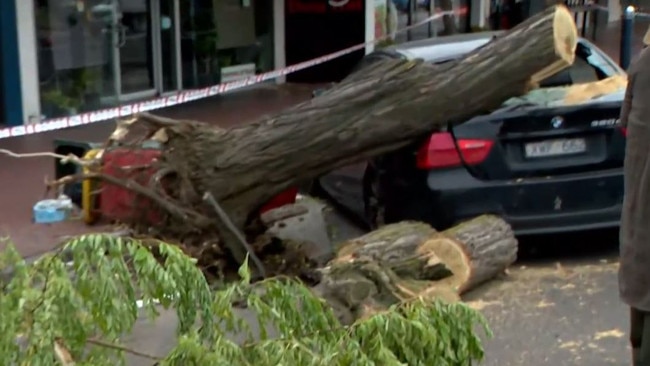 A car was crushed by a falling tree. Picture: Today