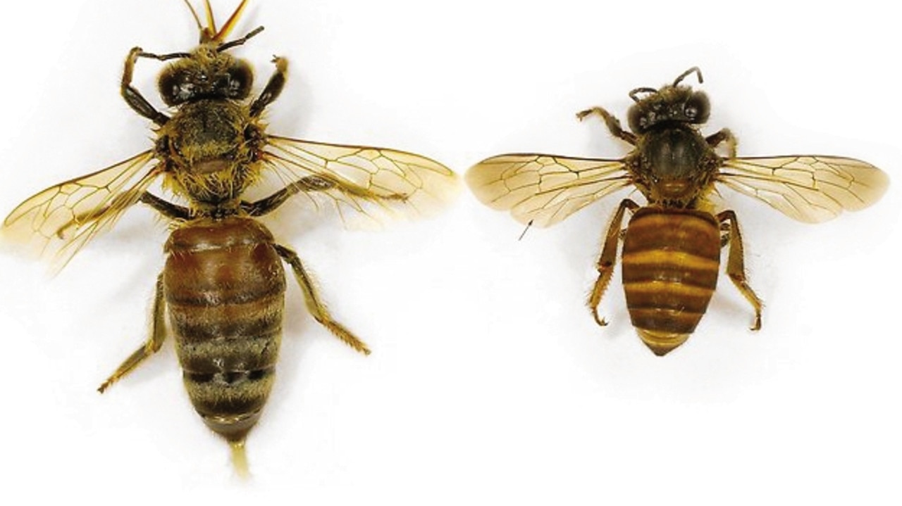 The European honey bee (left) is at risk because of the Asian honey bee (right).