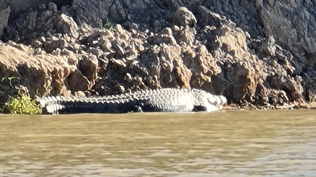 A problem crocodile has been targeted for removal from the Fitzroy River in Rockhampton.