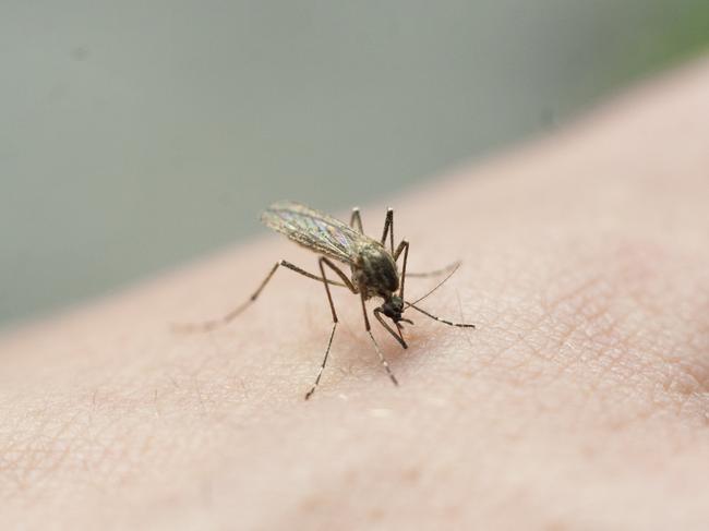 Deadly encephalitis virus found in North Burnett mosquitoes