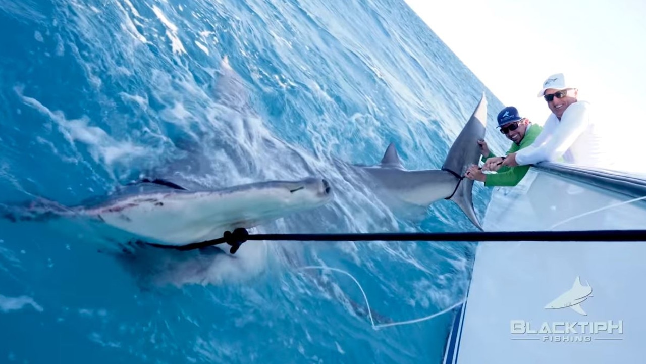 Greg Norman has jaw-dropping encounter with hammerhead shark