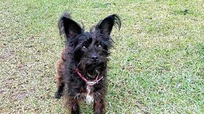 RIP:  Kate Genders is calling for better action from Lismore City Council after her dog - poodle cross Jack Russell Luka was mauled to death by a neighbours dog in South Lismore in November. Picture: CONTRIBUTED