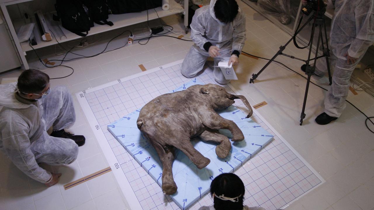 Lyuba the baby woolly mammoth in the lab.