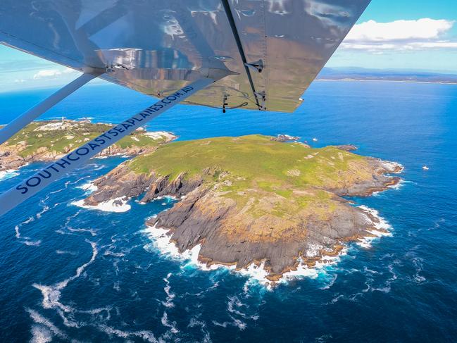 Forget the Whitsundays, a visit to Montague Island is a wildlife lovers dream experience.