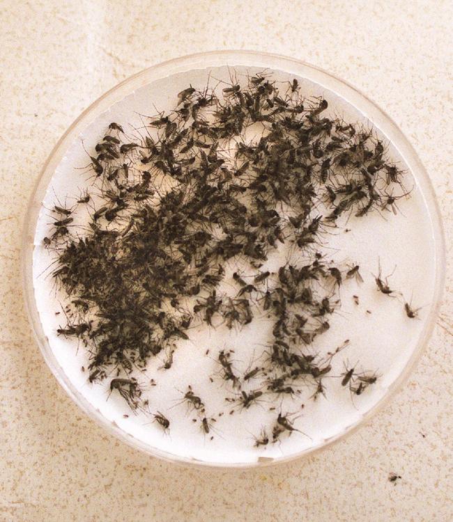 Saltmarsh mosquitoes are a nuisance but do not carry airborne diseases along the Parramatta River.