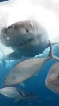 Aussie cage diver captures horrific close call