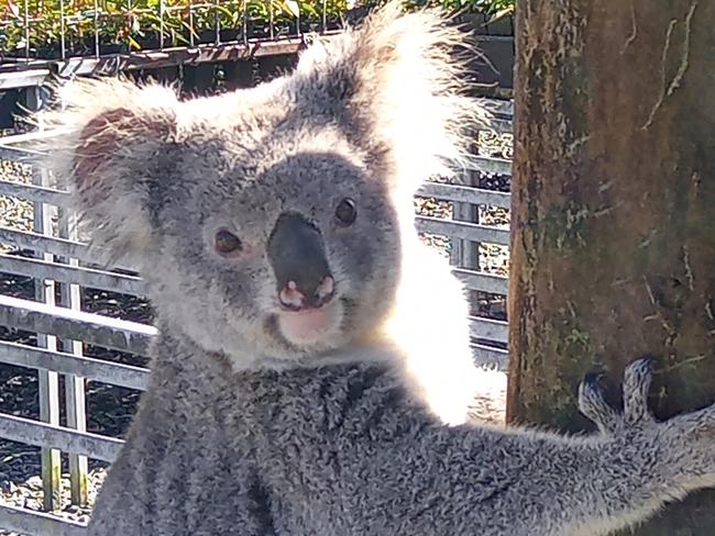 WEEKEND TELEGRAPHS SPECIAL. , PLEASE CONTACT WEEKEND PIC EDITOR JEFF DARMANIN BEFORE PUBLISHING. , Claude the leaf thief caught green handed. Claude (because he has big claws) has eaten about $6000 worth of koala food tree seedlings … they’re well watered and fertilised so they’d be top shelf stuff for big Claude ... who certainly appears well fed. This nursery supplies trees for WWF’s koala plantings . Please credit Eastern Forest Nursery.