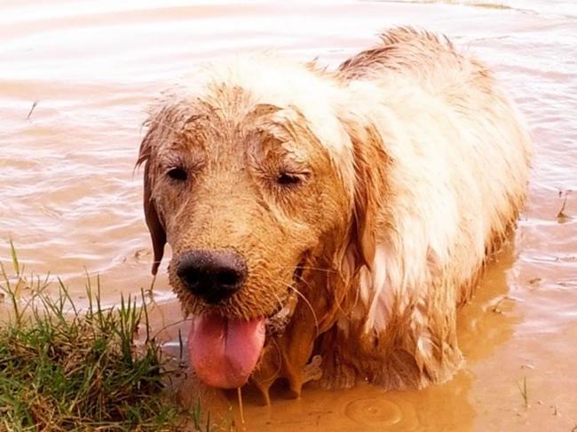 Golden Retrievers are rated the No.1 dog on TikTok. Picture: Supplied