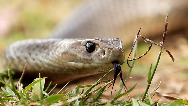 Warning to pet owners after increase in sightings of venomous snakes in ...