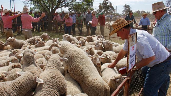 Fletchers is a volume buyer of mutton sheep at big prime sheep sales in Victoria and southern NSW.