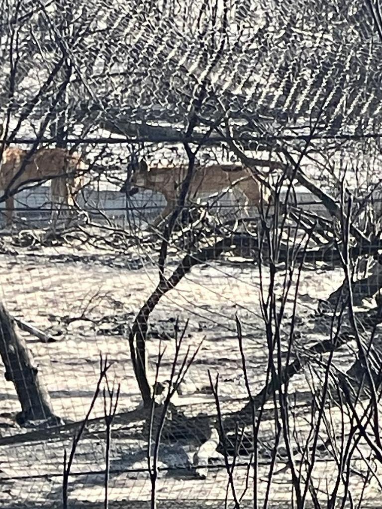 Crop farmer Peter Clarke's photo of two dingoes in an enclosure at the Little Desert Nature Lodge. Picture: Supplied