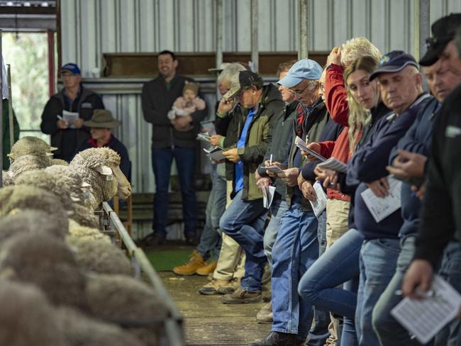 Several new clients filled out the shed alongside retuning buyers at the Toland sale. Picture: Zoe Phillips