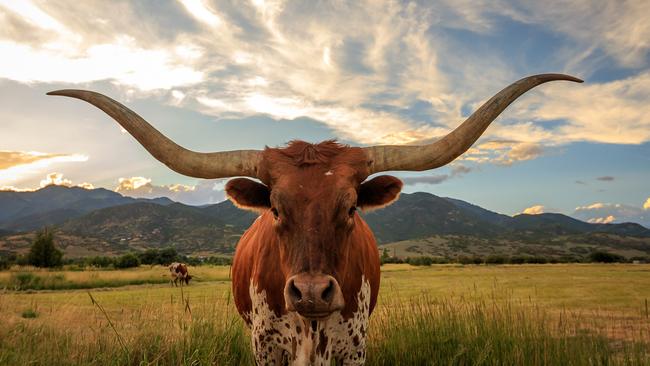 The way we use language is important, but surely PETA have more pressing issues than the use of the phrase “grab a bull by the horns”. Picture: iStock