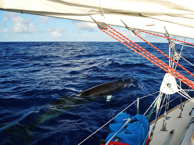 Minke whales swimming alongside the boat.