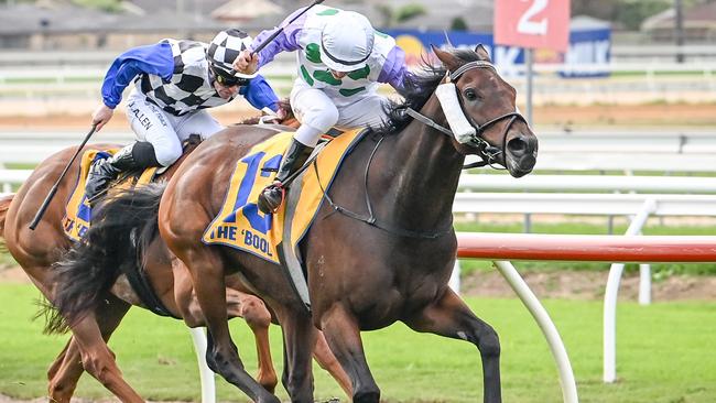 Reigning Warrnambool Cup winner Rolls will continue his build up to a crack at second win in the feature event when he lines up on Tuesday. Picture: Racing Photos via Getty Images.