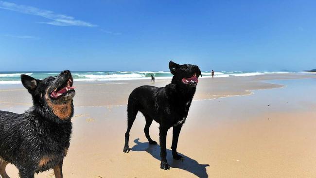 Rules are rules but surely there's room for commonsense about dogs on beaches, says Ashley Robinson. Picture: Scott Davis