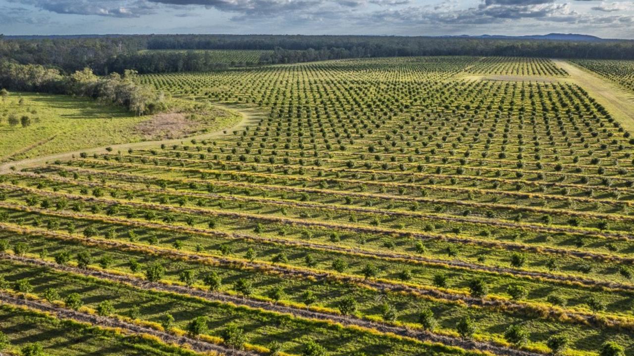 Miara is one of two established macadamia orchards situated on 1512ha in Bundaberg that have been put up for sale and marketed by the Colliers Agribusiness team.