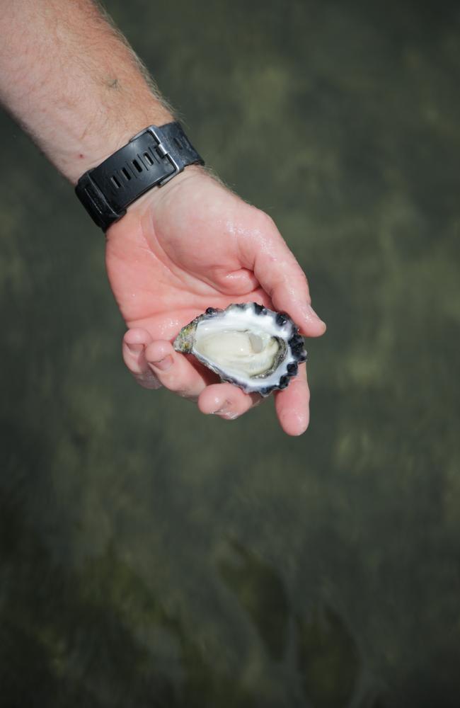 South coast oysters are some of the best in the world.