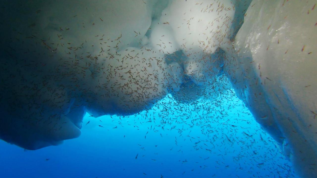 Adult and larval krill compete for food (phytoplankton) during autumn in the Southern Ocean. Global warming is a threat to krill and other smaller creatures that support higher levels of the food chain. Picture: CSIRO.