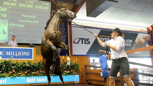 Magic Millions Sales