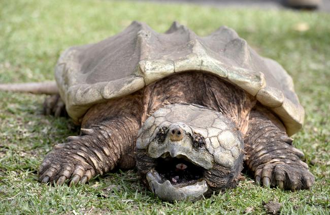 An alligator snapping turtle at the Australian Reptile Park. Picture: Peter Clark