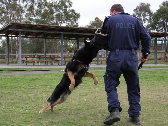 Chuck is at full stretch in bite-and-hold training. Picture: Supplied